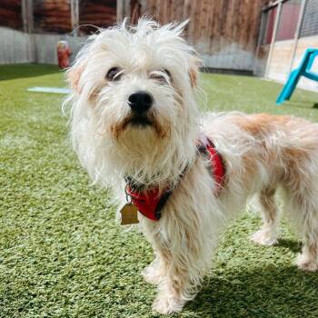 Terrier Dogs Available for Adoption in Jackson, Wyoming - Scruffy | PetCurious