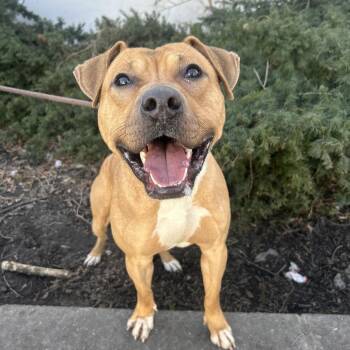 Pit Bull Terrier Dogs Available for Adoption - Bodhi | PetCurious