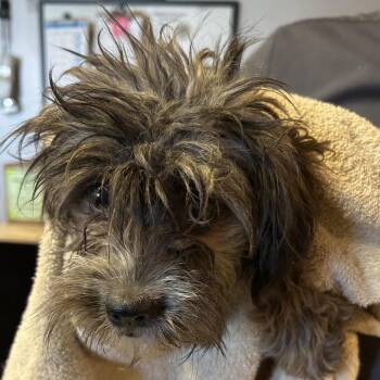 Kat* -  Chihuahua and Terrier Dog for Adoption in San Gabriel, California - Kat* | PetCurious