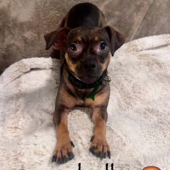 Rescue Chihuahua and Dachshund Dogs for Adoption in Orangevale, California - Portabella | PetCurious