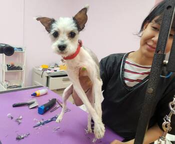 Cairn Terrier and Yorkshire Terrier Dogs Available for Adoption in Deerfield Beach, Florida - Skippy | PetCurious