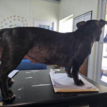 EMMY (EMILY) -  Basset Hound and Pit Bull Terrier Dog for Adoption in Holton, Kansas - EMMY (EMILY) | PetCurious