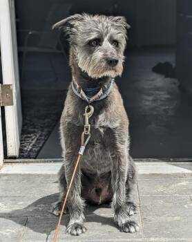Poodle and Terrier Dogs Available for Adoption in Elmsford, New York - Charlie **Courtesy Post** | PetCurious