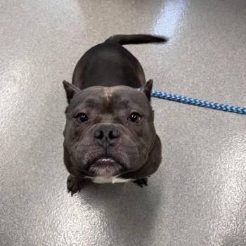 Beef -  American Bulldog Dog for Adoption in Brockton, Massachusetts - Beef | PetCurious