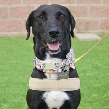 YAMS -  Labrador Retriever Dog for Adoption in San Antonio, Texas - YAMS | PetCurious