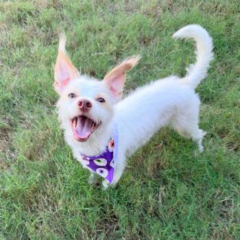 w -  Yorkshire Terrier and Chihuahua Dog for Adoption in Kaufman, Texas - W | PetCurious
