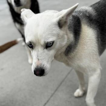 Pearl -  Husky Dog Available for Adoption in Eufaula, Oklahoma - Pearl | PetCurious
