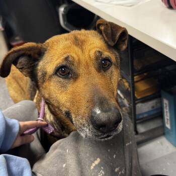 Shepherd and Mixed Breed Dogs Available for Adoption - Chrysanthemum | PetCurious