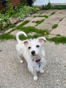 Lottie -  Maltese Dog Available for Adoption in Grosse Pointe Farms, Michigan - Lottie | PetCurious