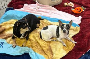 Rosie and Missy SENIOR BONDED PAIR -  Chihuahua Dog for Adoption in Wyandotte, Michigan - Rosie And Missy SENIOR BONDED PAIR | PetCurious