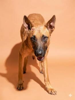 JOE DIRT -  Mixed Breed Dog for Adoption in Jacksonville, Florida - JOE DIRT | PetCurious