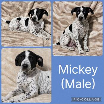 Mickey -  Labrador Retriever and Hound Dog for Adoption in Ringwood, New Jersey - Mickey | PetCurious