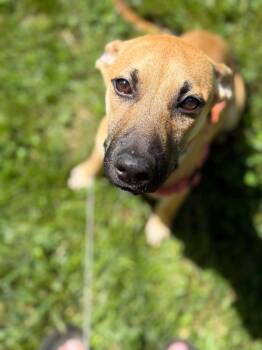 Rescue Shepherd Dogs for Adoption in Greencastle, Indiana - Echo | PetCurious