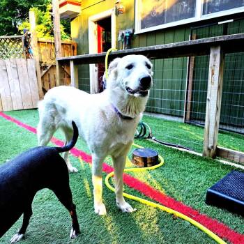 NY Lucy (Foster in Crompond) -  Great Pyrenees and Golden Retriever Dog for Adoption in Stormville, New York - NY Lucy (Foster In Crompond) | PetCurious