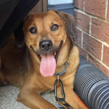 Lady -  Hound and Labrador Retriever Dog for Adoption in Rockville, Maryland - Lady | PetCurious