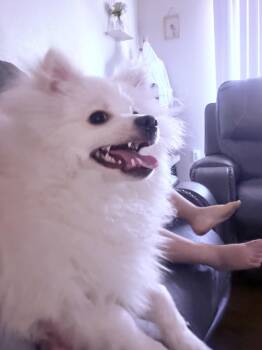 MILO -  Pomeranian Dog for Adoption in Los Angeles, California - MILO | PetCurious
