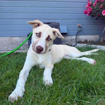 Gentry -  Husky and Pit Bull Terrier Dog for Adoption in Nampa, Idaho - Gentry | PetCurious