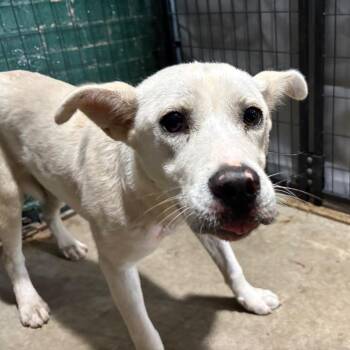 Belmar -  Shepherd Dog for Adoption in Birmingham, Alabama - Belmar | PetCurious