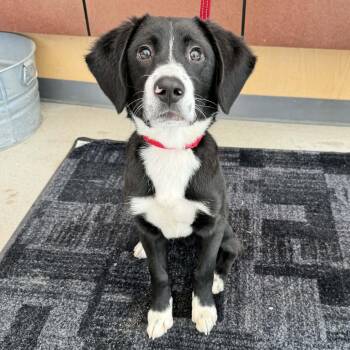 Border Collie and Beagle Dogs Available for Adoption - Billy | PetCurious