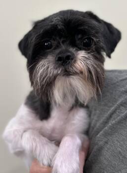 Mochi -  Shih Tzu Dog for Adoption in Lawrenceville, Georgia - Mochi | PetCurious