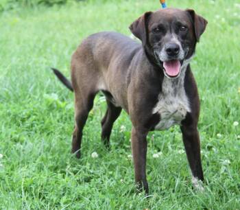Chocolate Labrador Retriever Dogs Available for Adoption in Marietta, Ohio - Banana Split (Photos May 26 2026) | PetCurious