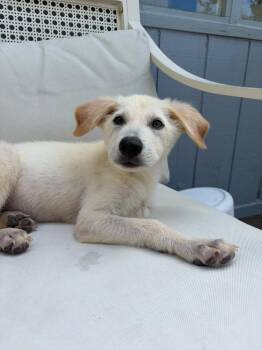 Yuki -  Shepherd and Labrador Retriever Dog for Adoption in Denver, Colorado - Yuki | PetCurious