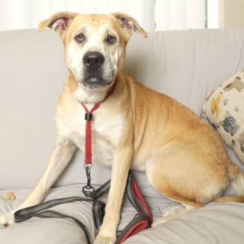 Rescue Shar Pei Dogs for Adoption in Ukiah, California - BETTY | PetCurious