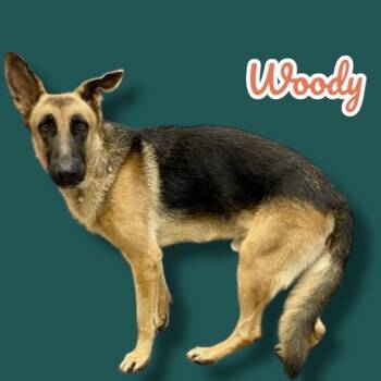 Rescue German Shepherd Dog Dogs for Adoption in Scottsdale, Arizona - Woody | PetCurious