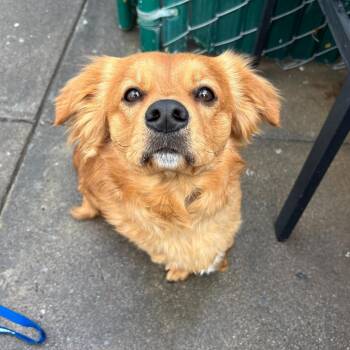 Spaniel and Labrador Retriever Dogs Available for Adoption - Barley | PetCurious