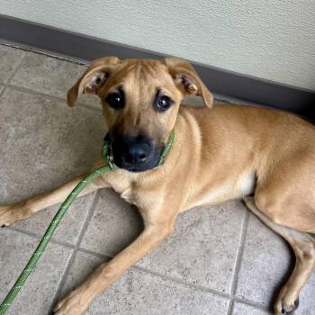 Shepherd and Mixed Breed Dogs Available for Adoption in Palestine, Texas - Puddles | PetCurious