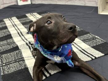 Mixed Breed Dogs Available for Adoption in Detroit, Michigan - Wafi | PetCurious