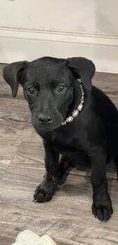 Rescue Rottweiler and Hound Dogs for Adoption in Labelle, Florida - Pearl | PetCurious