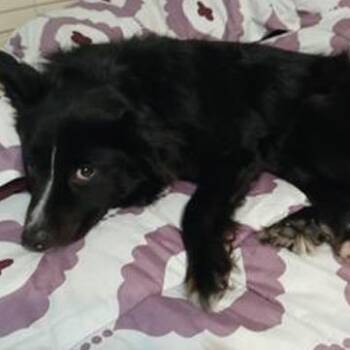 Border Collie Dogs Available for Adoption in Dallas, Texas - Maggie Moo | PetCurious