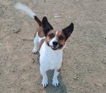 Terrier and Mixed Breed Dogs Available for Adoption - CASEY | PetCurious