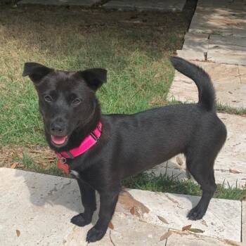 Pepper Mint -  Schipperke and Terrier Dog for Adoption in Houston, Texas - Pepper Mint | PetCurious