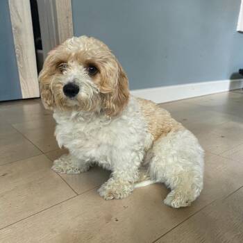 Chino -  Cockapoo Dog for Adoption in Dallas, Georgia - Chino | PetCurious