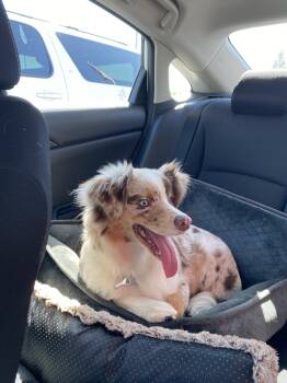 Australian Shepherd Dogs Available for Adoption in Dallas, Texas - Milo | PetCurious