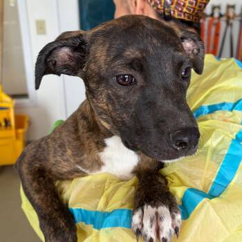 Chompers -  Plott Hound and Labrador Retriever Dog for Adoption in Nashville, Tennessee - Chompers | PetCurious