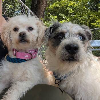 Luna -  Mixed Breed Dog Available for Adoption in West Olive, Michigan - Luna | PetCurious
