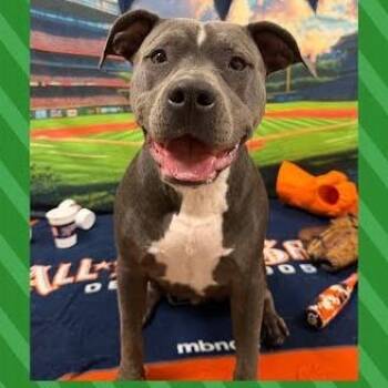 Pit Bull Terrier Dogs Available for Adoption in Northville, Michigan - Bo | PetCurious