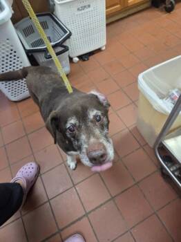 Waylon -  Labrador Retriever Dog for Adoption in Salisbury, Maryland - Waylon | PetCurious