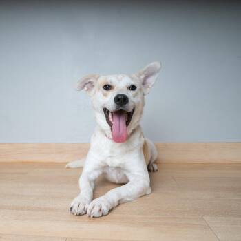 Linguini D69523 -  Cattle Dog and Mixed Breed Dog for Adoption in Minnetonka, Minnesota - Linguini D69523 | PetCurious