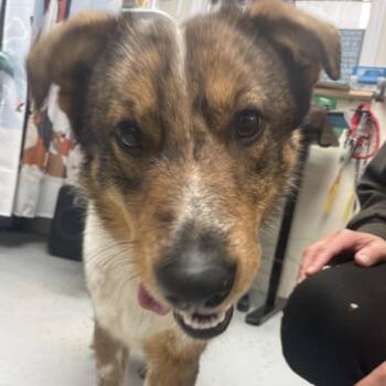 Cattle Dog and Shetland Sheepdog Sheltie Dogs Available for Adoption - Bingo | PetCurious