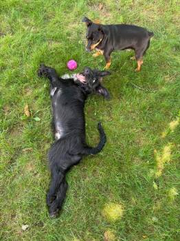Berry -  Schnauzer Dog for Adoption in Valley Stream, New York - Berry | PetCurious