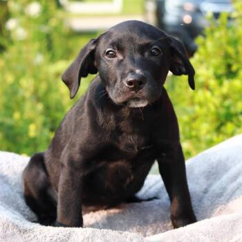CT Creole -  Labrador Retriever and Mixed Breed Dog for Adoption in Stormville, New York - CT Creole | PetCurious