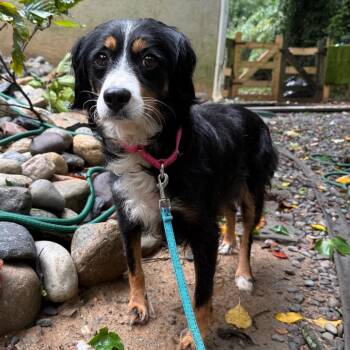 Sherri -  Bernese Mountain Dog and Miniature Poodle Dog for Adoption in West Chester, Pennsylvania - Sherri | PetCurious