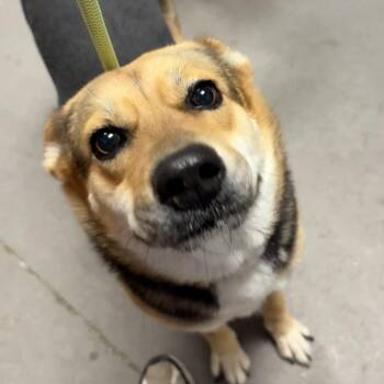 Shepherd Dogs Available for Adoption in Yuma, Arizona - Britney | PetCurious