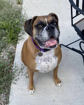 Ellie -  Boxer Dog for Adoption in Denver, Colorado - Ellie | PetCurious