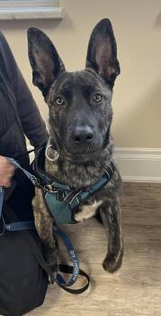 Dutch Shepherd and German Shepherd Dog Dogs Available for Adoption in Minesing, Ontario - AZTEC | PetCurious