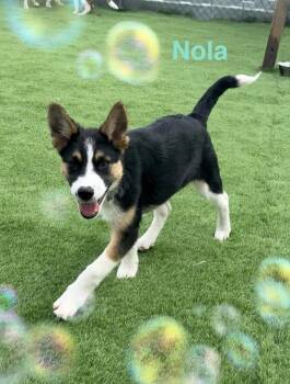 Shepherd Dogs Available for Adoption - Nola | PetCurious